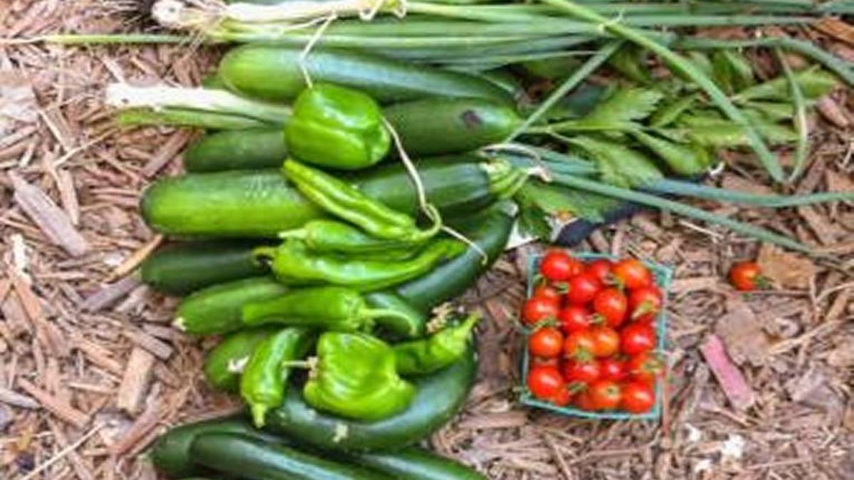 This is one summer day’s harvest from a demonstration garden in San Jose.