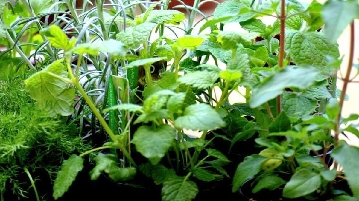 Rosemary, mint and dill can grow well indoors.