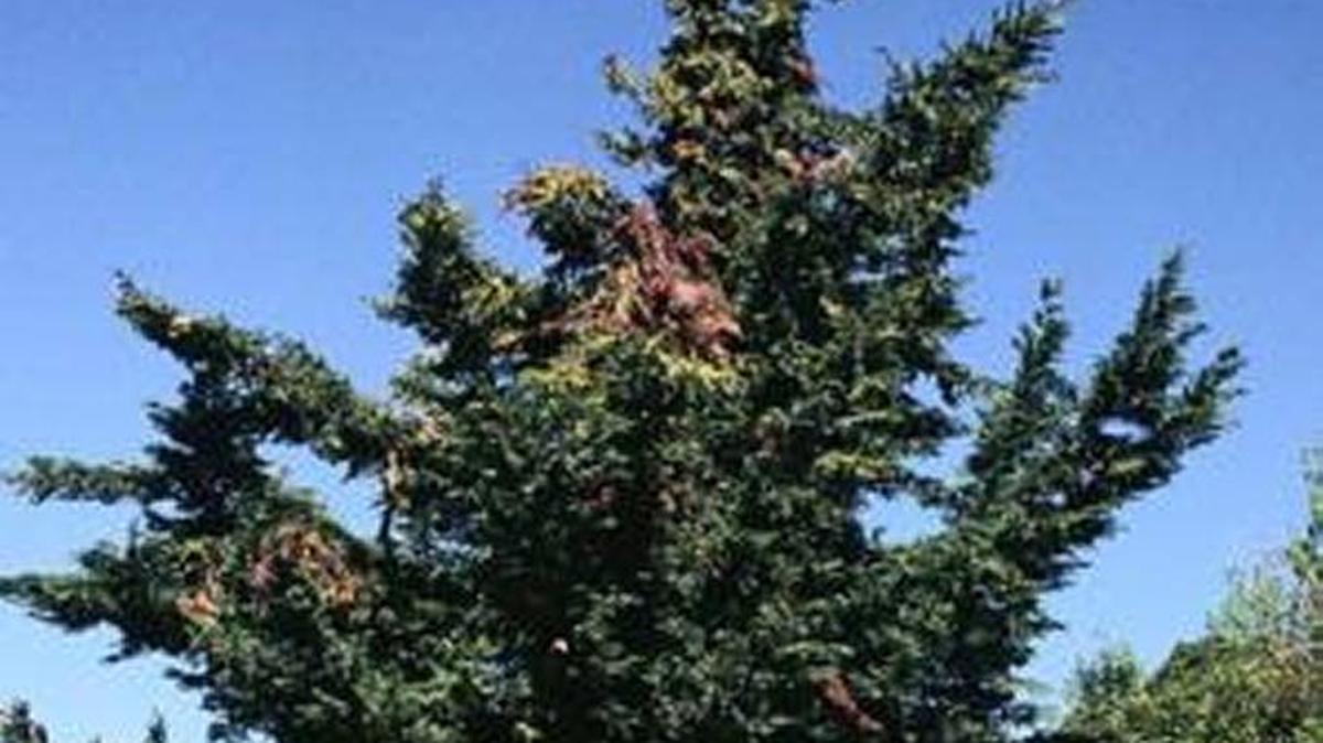 Symptoms of cypress canker include dieback starting at the top of the tree.