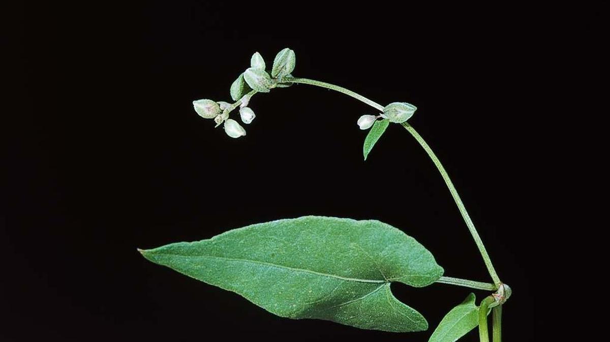 Flowering buckwheat.