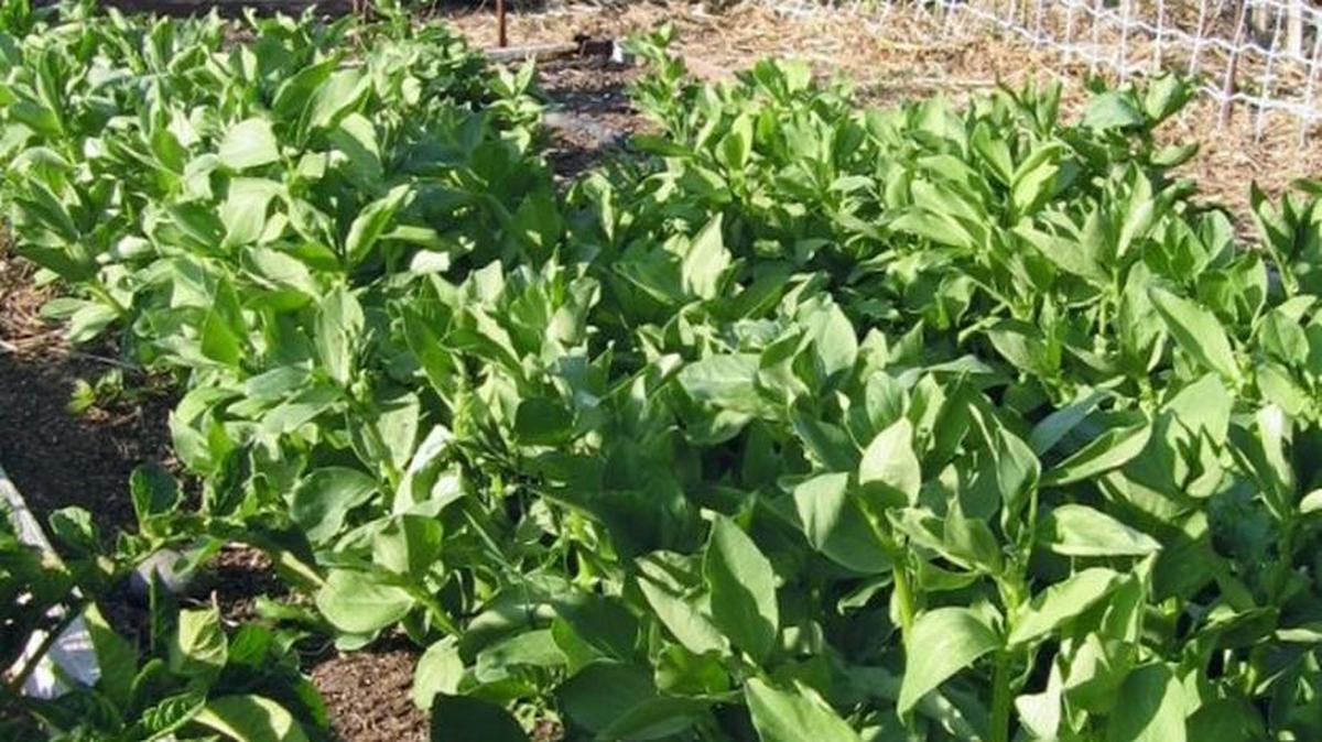 Fava beans, a type of cover crop