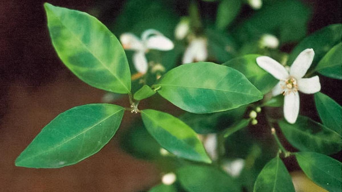 This photo shows the yellow blotches associated with Huanglongbing caused by Asian citrus psyllid.