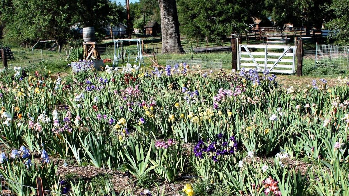 Iris gardens