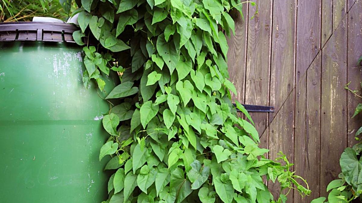 Rain barrels can be effectively hidden by growing plants.