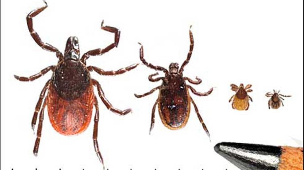 Life stages of a Western Blacklegged Tick