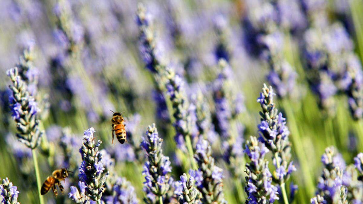 Thousands of bees buzz around the lavender bushes at Harmony Lavender Farm in Atascadero. Lavender attracts plenty of pollinators with its fragrant, colorful blooms.