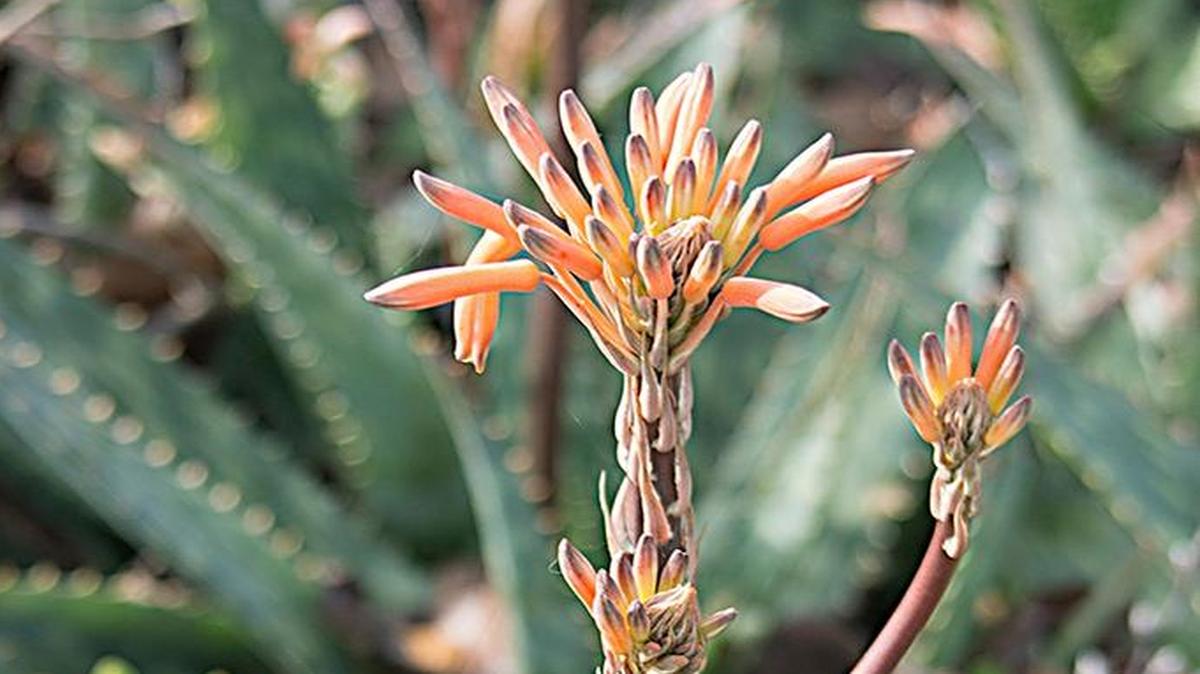 This weekend’s Advice to Grow By workshop will focus on succulents.