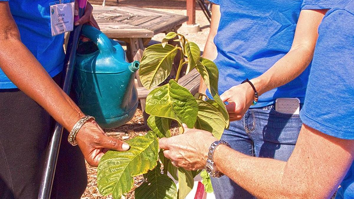 Master Gardeners inspect plant leaves.