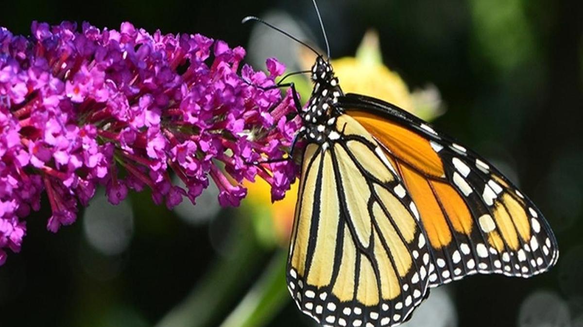 The dwarf butterfly bush serves as a magnet for bees, butterflies and hummingbirds with its sweet nectar and dense, spike-like lavender flowers.
