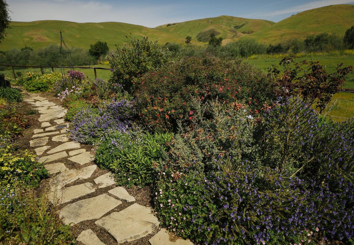 In Cambria, Gloria Fiscalini’s pollinator garden is filled with purple, orange, pink and yellow flowers that attract bees, butterflies and hummingbirds.