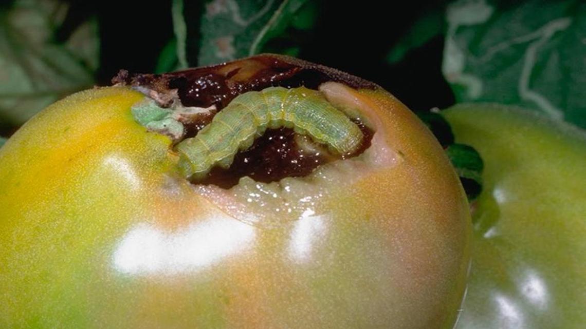 A tomato fruitworm dines on a ripening tomato.