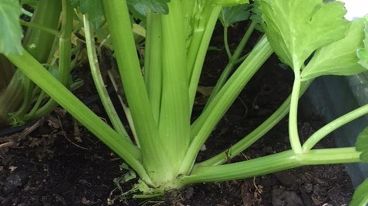 Celery is one of the easiest vegetables that you can plant in your home garden.
