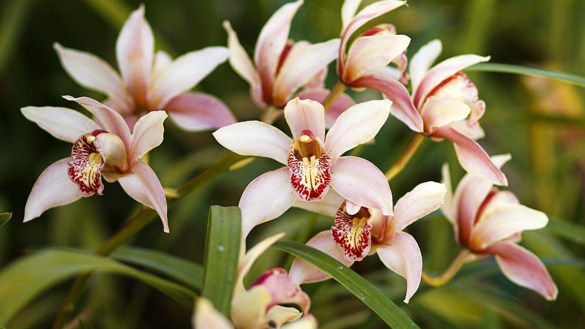 Hey, orchid fans — these cool-climate flowers come in almost every color