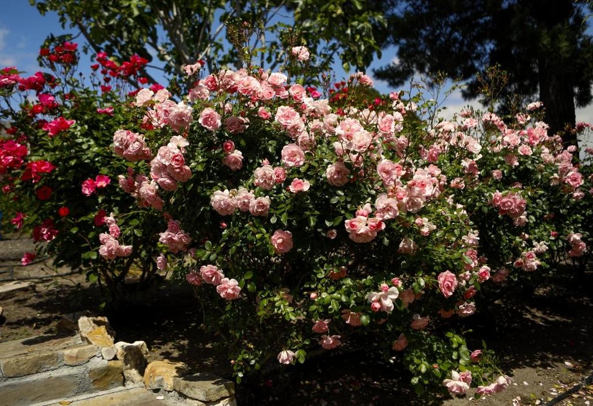 Blooms abound along terraced roses in Zafar and Pat Iqbal’s front yard in San Luis Obispo.