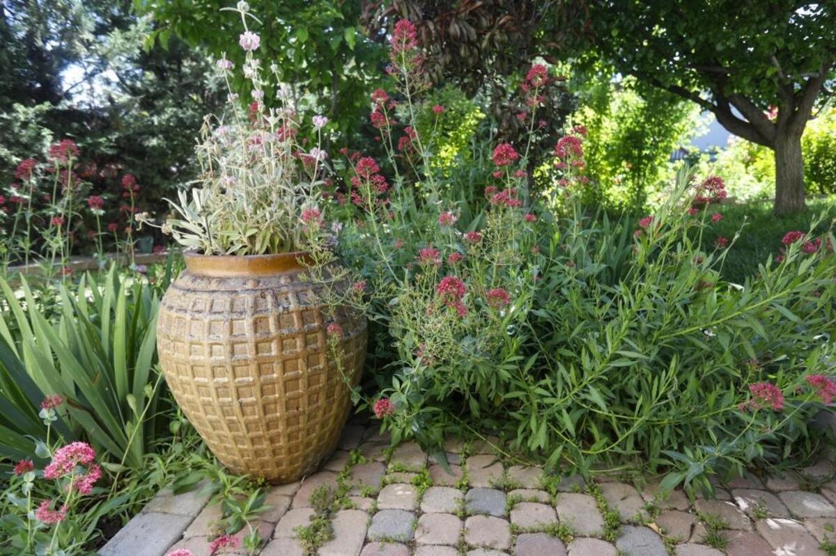 Nestled in perennial shrubs, potted plants make a great accent in Aurelia Wick’s Paso Robles garden.
