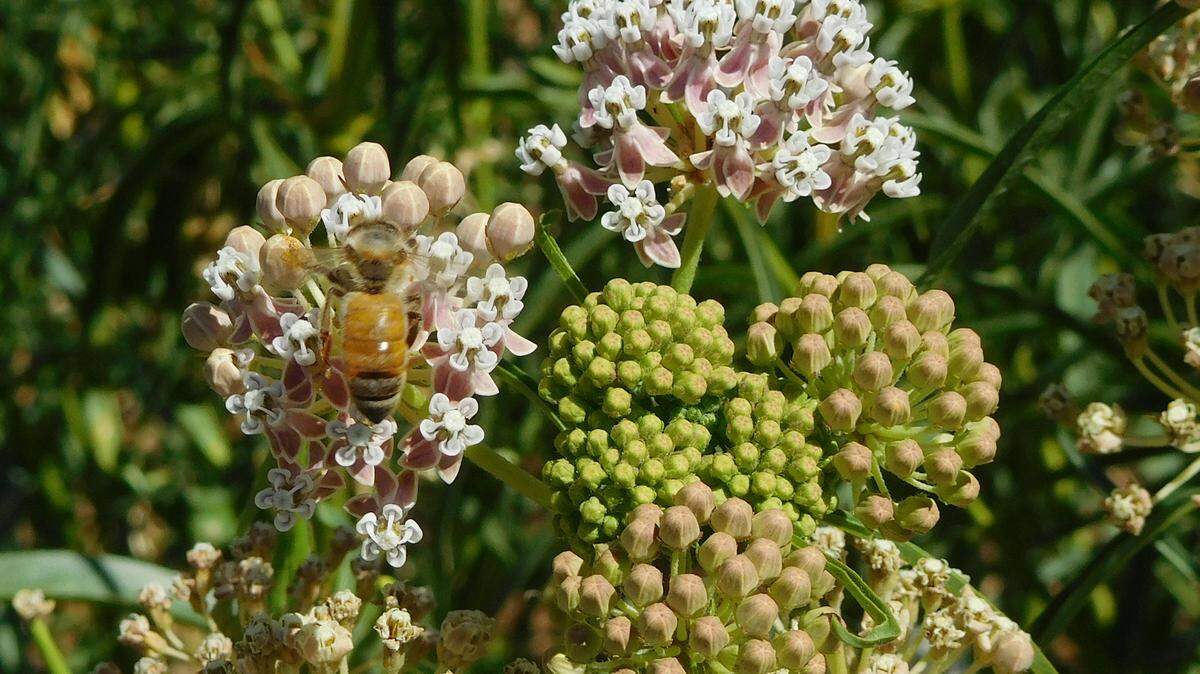 Bees are among the beneficial insects found in San Luis Obispo County gardens.