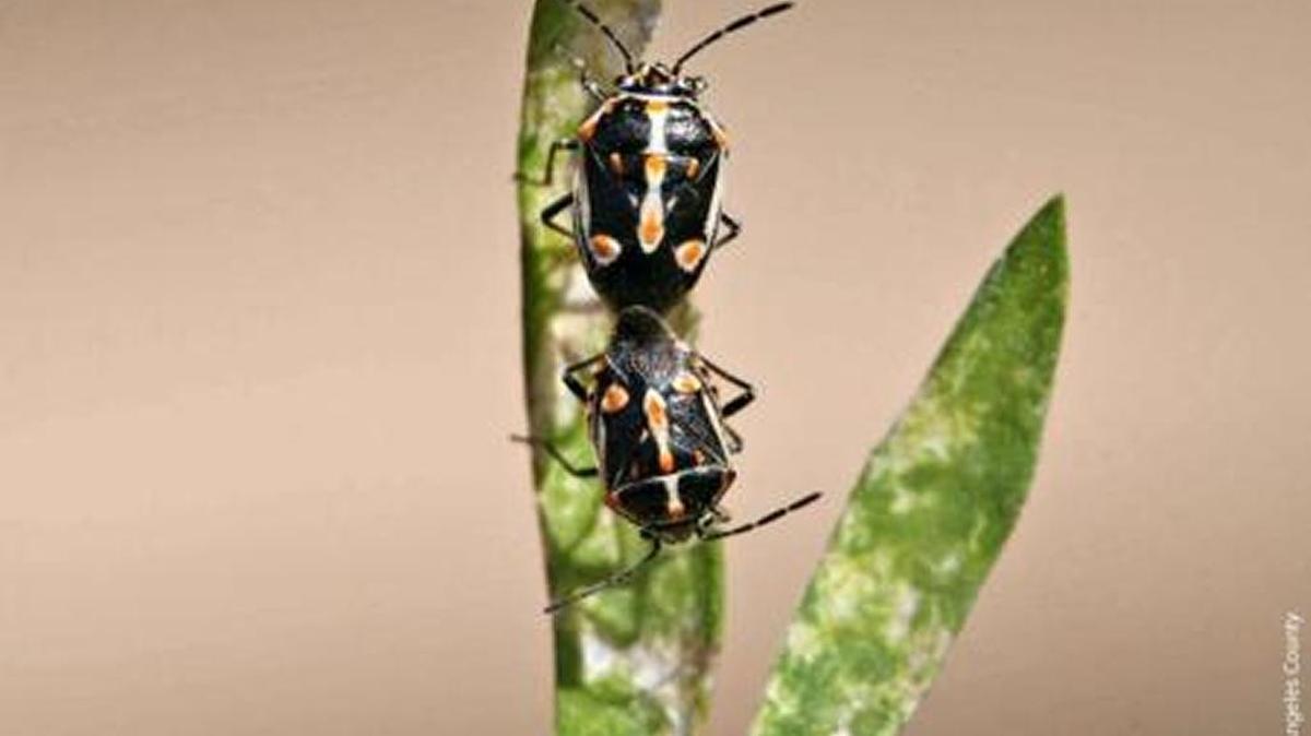 The Bagrada bug, an invasive pest species native to Africa, attacks vegetable crops and ornamental plants.