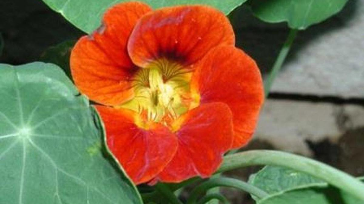 Nasturtium is an edible flower.