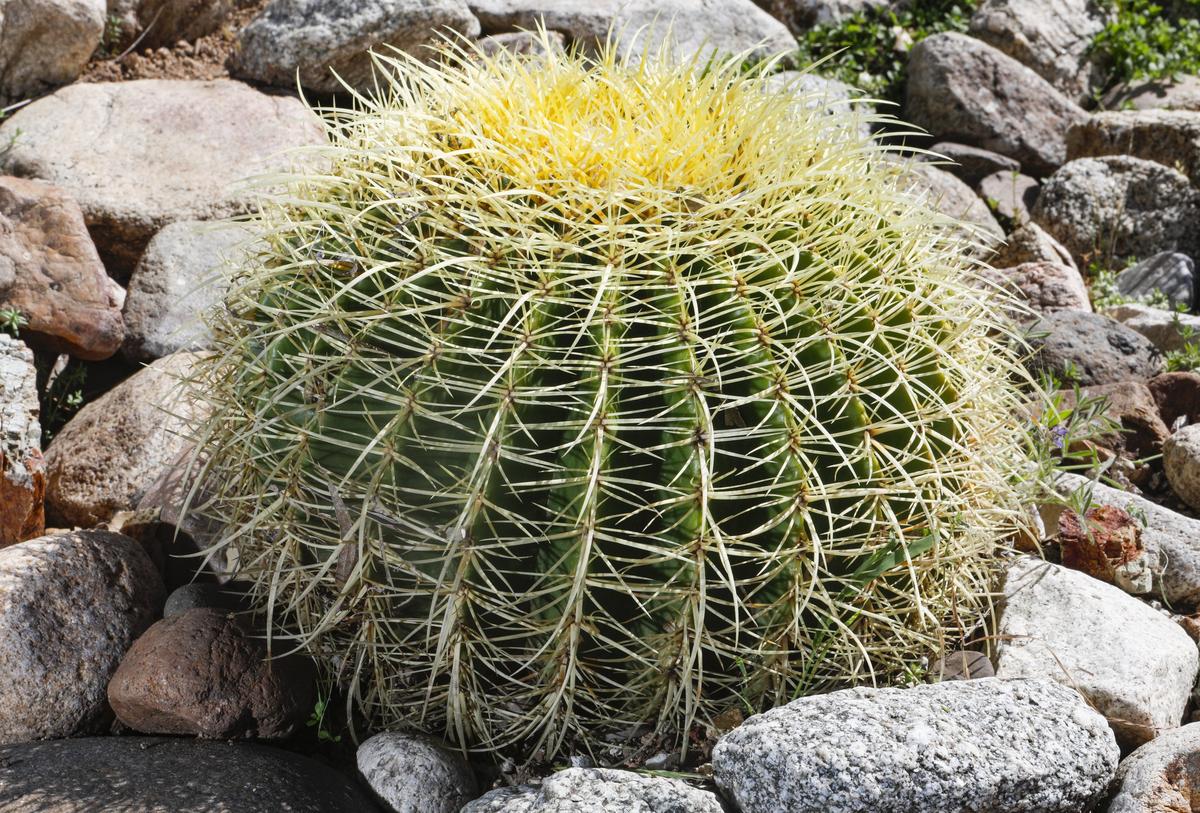 Echinocactus grusonii is also known as golden barrel cactus due to its round shape and yellow spines.