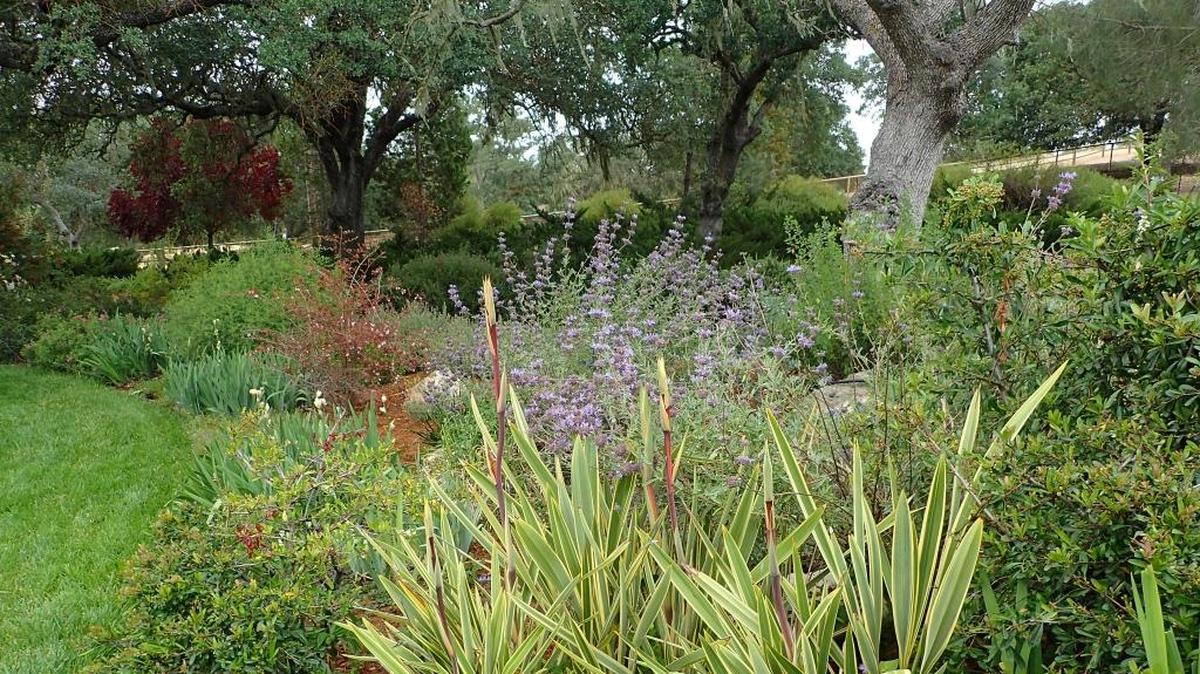 Iris and catnip are among the plants dotting the landscape of the Paso Robles home formerly belonging to Teri DeGross.