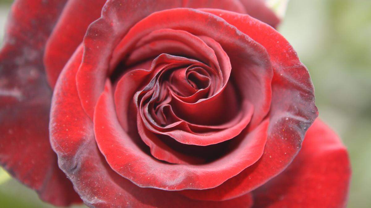 Hybrid tea roses such as Black Magic can be purchased and planted as bare-root plants.