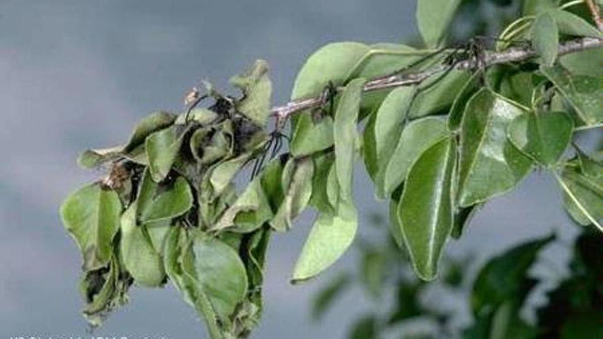 Fire blight is a bacteria that can turn colorful plants such as apple trees a deep, ugly brown color.