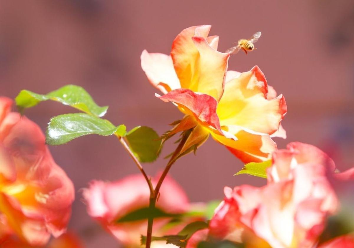 A bee collects pollen from a rose along the porch at Melinda Forbes’ home in Garden Farms, Atascadero.