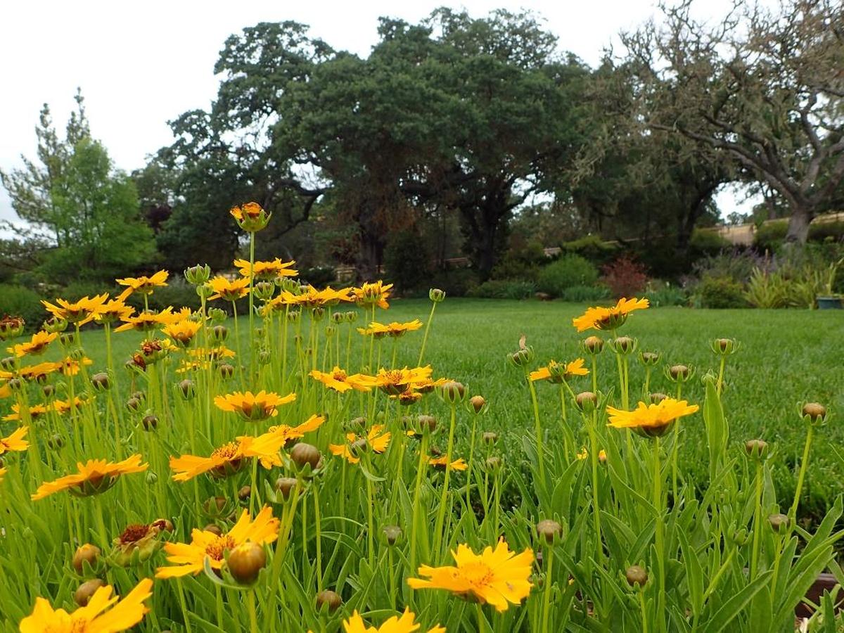 Bright yellow daisies border the lush lawn area of the Paso Robles home formerly belonging to Teri DeGross.