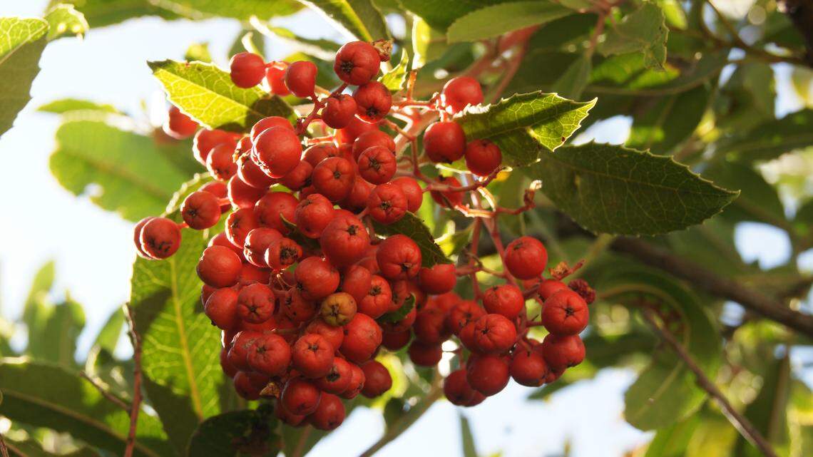 Festive toyon brings Christmas cheer to your garden — or your holiday table