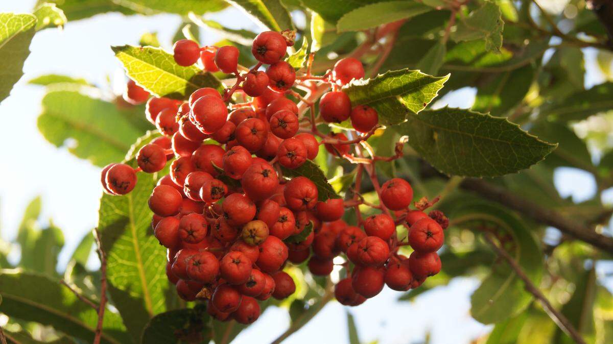 Toyon, also known as Christmas berry, is a hardy evergreen shrub that’s native to the Central Coast.