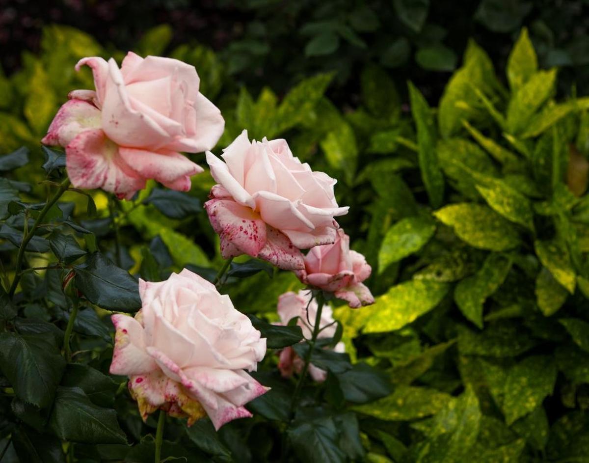 Pink blush roses are highlighted against bright lime-colored variegated leaves in Zafar and Pat Iqbal’s San Luis Obispo garden.