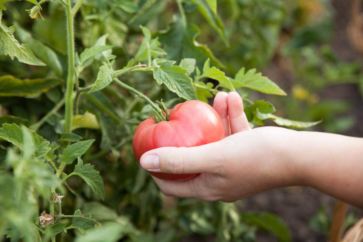 Jack Creek Farms in Templeton grows more than 80 heirloom varieties of tomatoes.