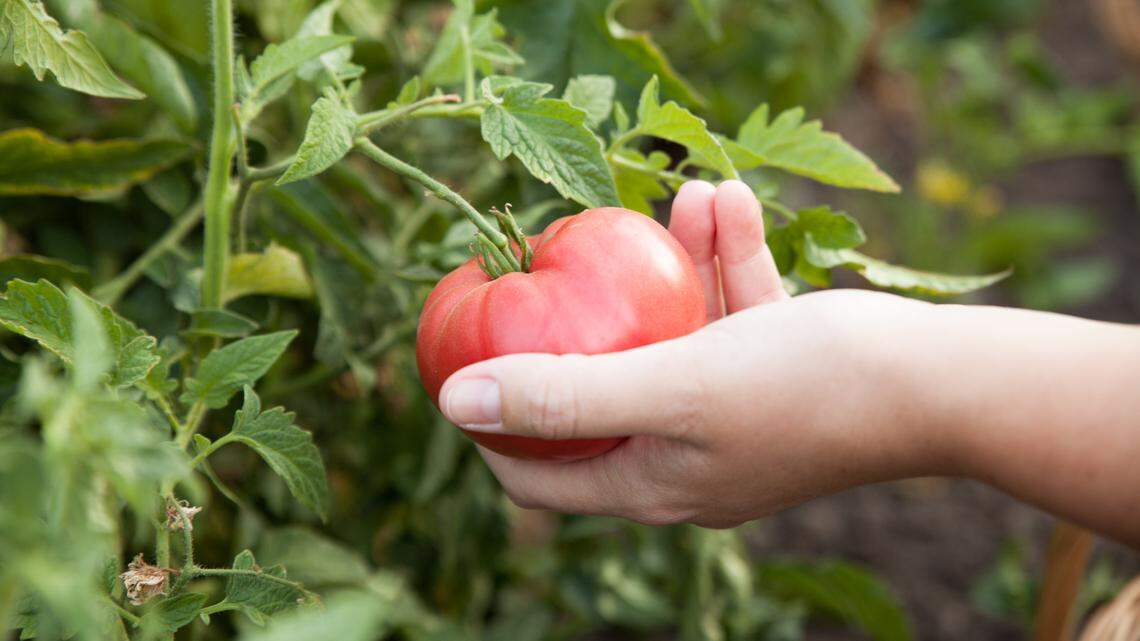 Beloved garden became a burden for SLO retiree. Here’s how she found help