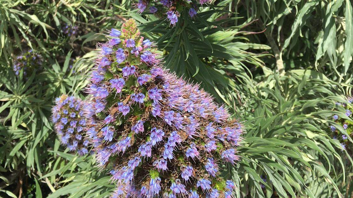 Purple-flowered pride of Madeira could be the star of your garden