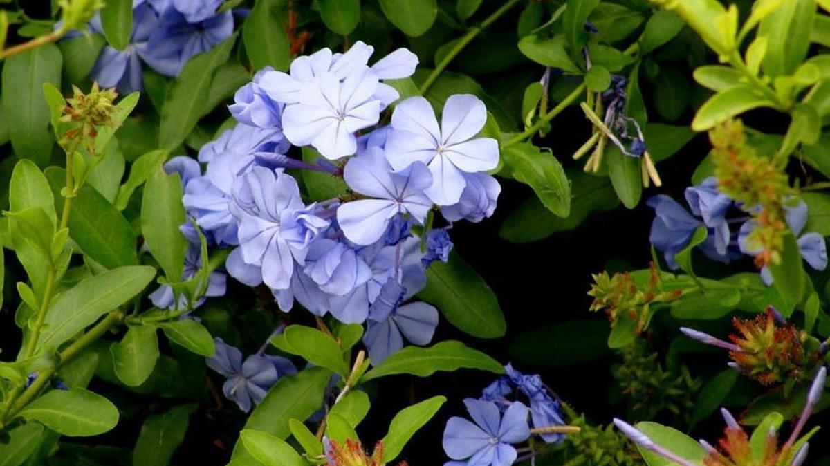 Cape plumbago has striking blue flowers and bright green leaves that attract butterflies.