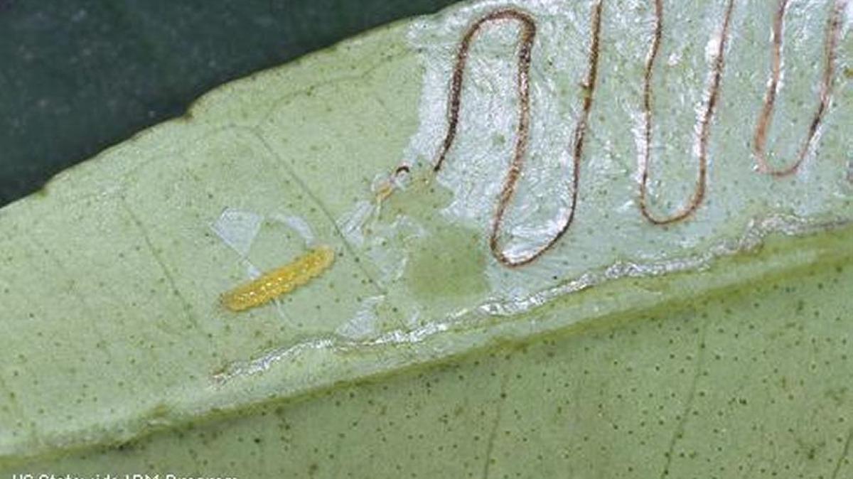 A citrus leafminer.
