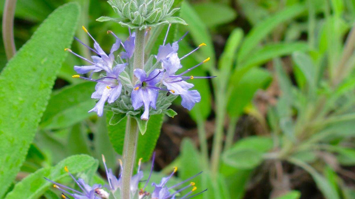 Bee's Bliss sage attracts bees, butterflies, hummingbirds and other pollinators with its lavender blue flowers.