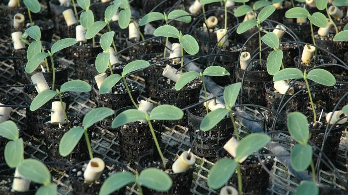 From seeds to saplings: How to propagate plants at home