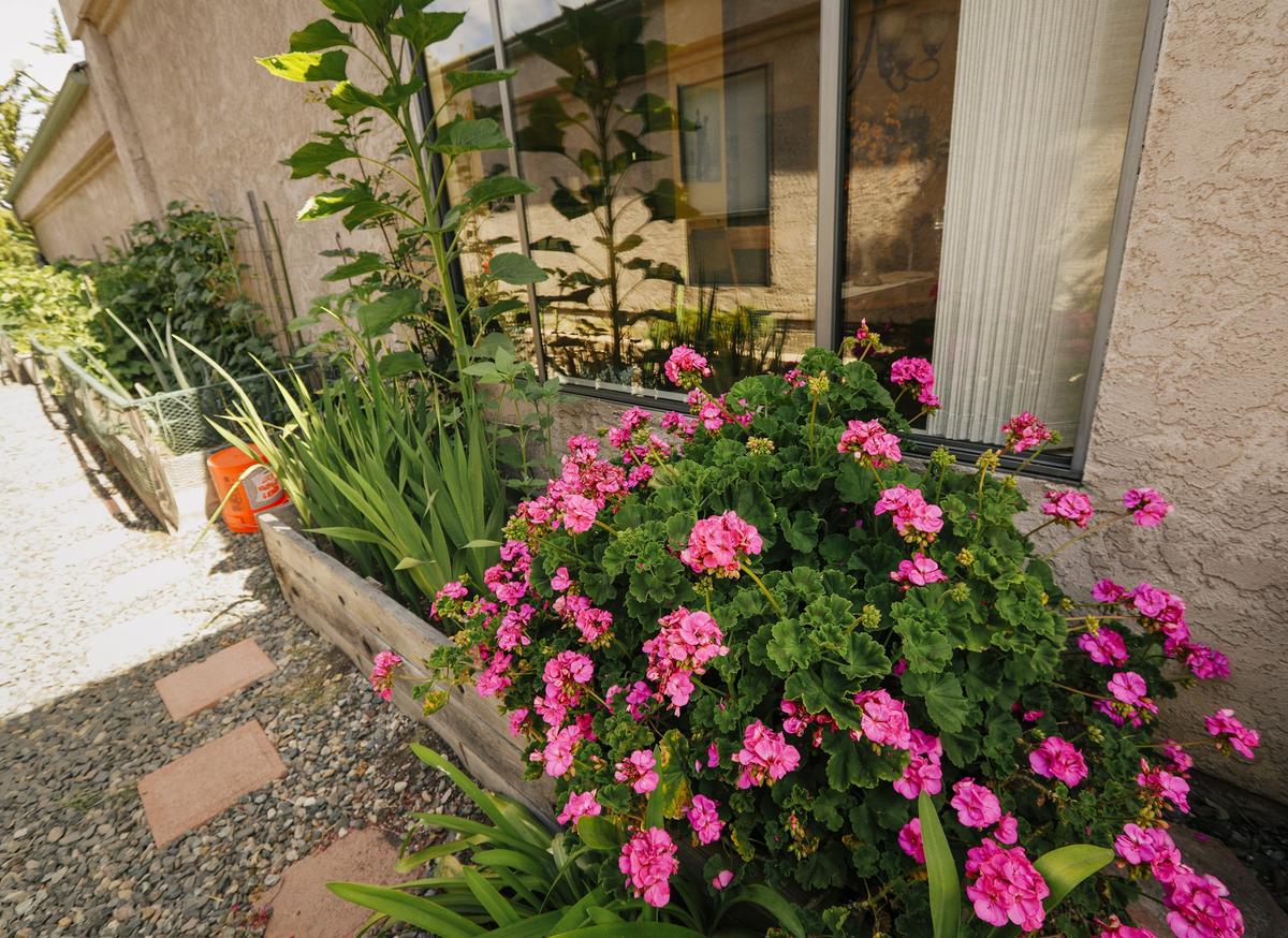 Sunflowers and other plants grow in wooden raised flower beds in a narrow side yard at Jake and Sharyn Schaffer’s San Luis Obispo home.