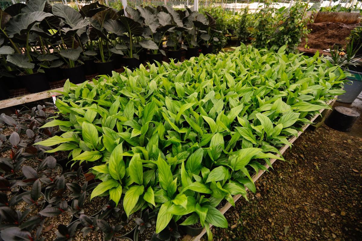 The peace lily’s leaves frame tall, white calla-like blooms in spring.