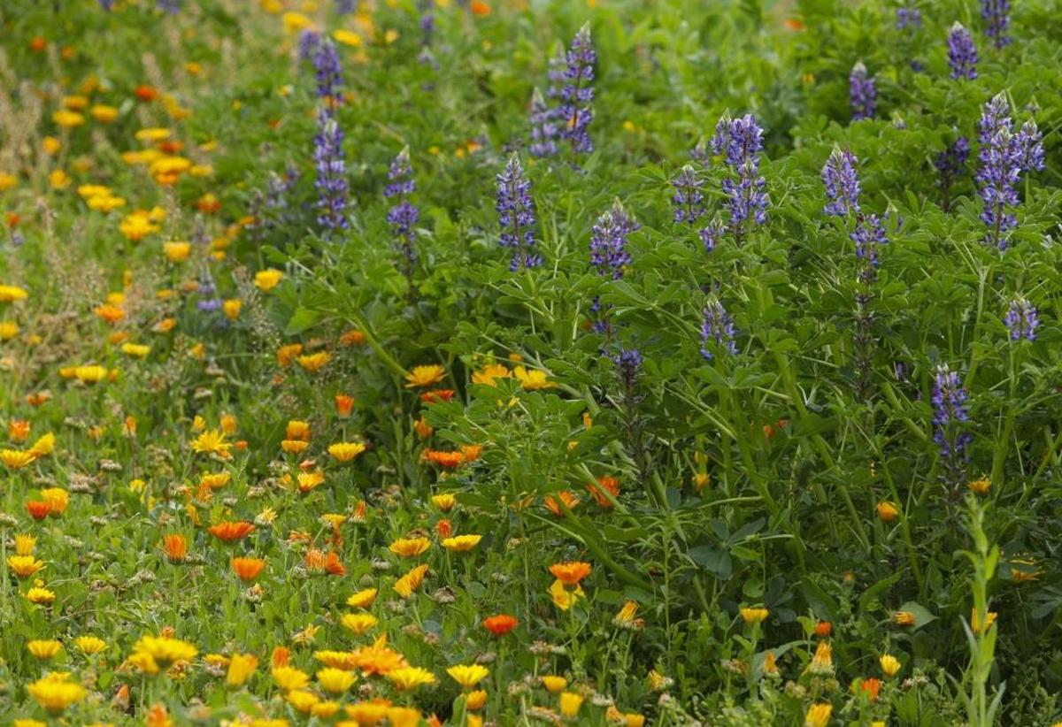 Pot marigold and purple lupine are among the wildflowers blooming in Henry Hilgert’s half-acre garden at his Garden Farms home north of Santa Margarita. Growing wildflowers in your garden