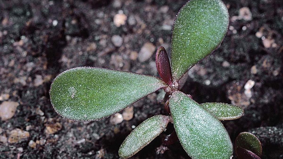 Common purslane is common on the Central Coast.
