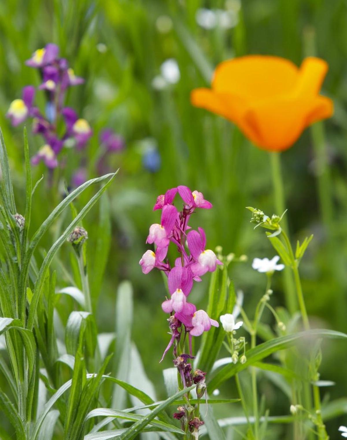 A baby snapdragon grows alongside a California poppy at Henry Hilgert’s Garden Farms home north of Santa Margarita.