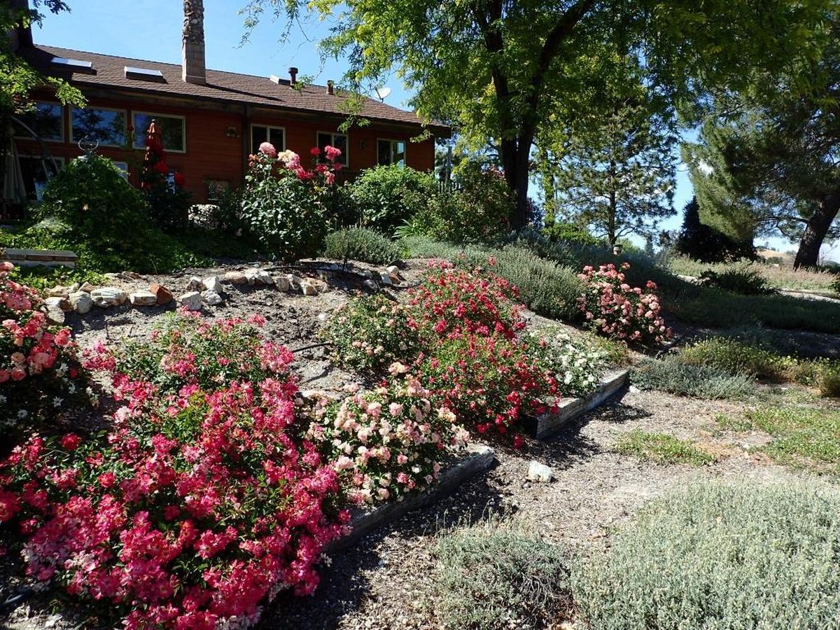 Several types of roses lend color to Dave Snyder’s Santa Margarita garden.