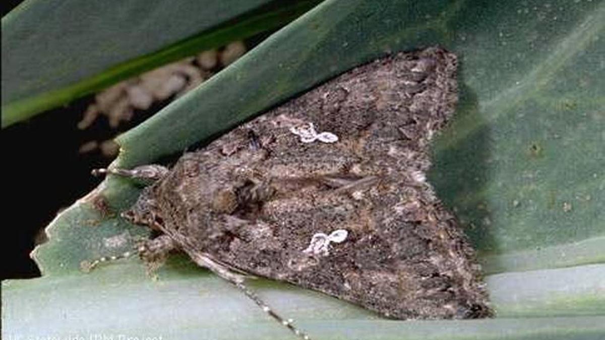 Cabbage looper caterpillars grow into a brown, nocturnal moth.