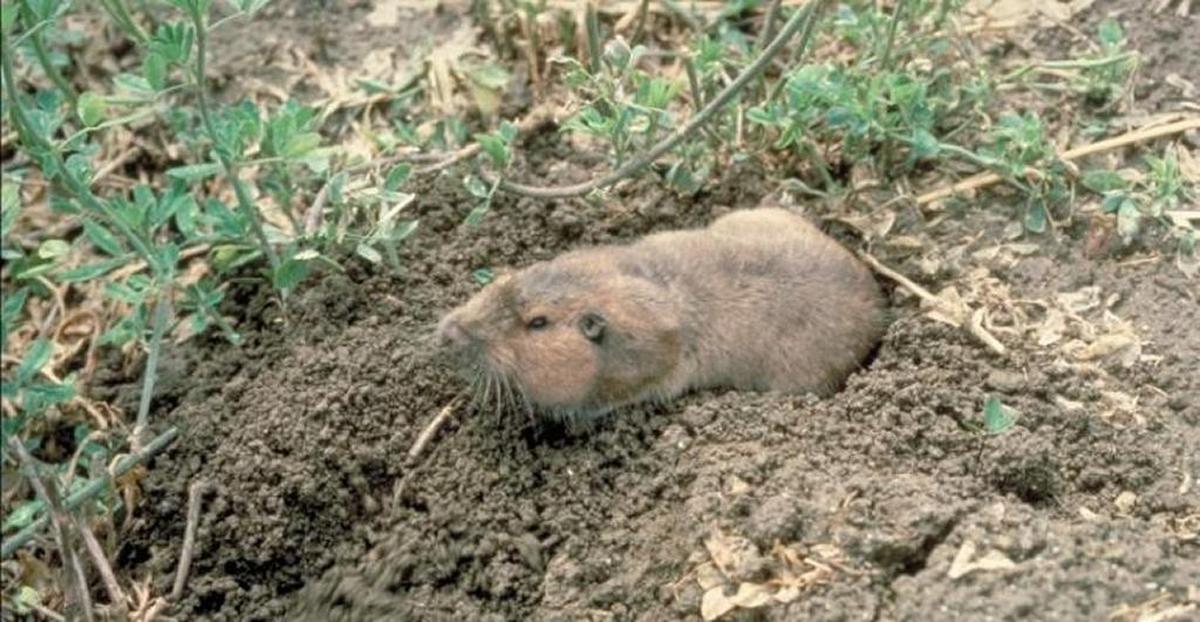 For California gophers, you’ll want to buy the small-size Cinch trap, which has a 2.25-inch jaw opening.