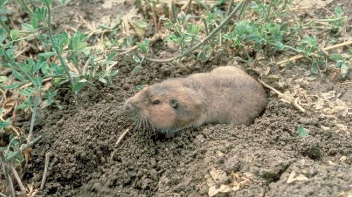 For California gophers, you’ll want to buy the small-size Cinch trap, which has a 2.25-inch jaw opening.