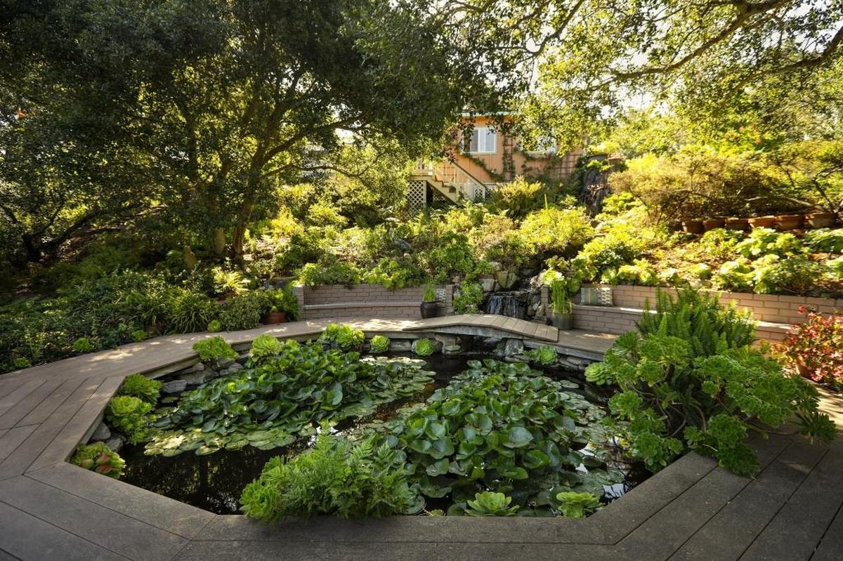 A pond at Oak Haven Gardens in Arroyo Grande is home to water lilies, aeonium and a giant lotus.