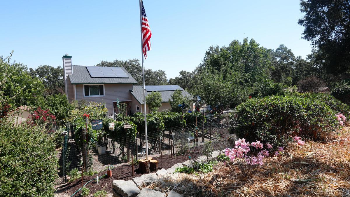 Fred Athey’s garden in Atascadero has front yard with an edible landscape with numerous fruit trees, vineyard and an original apricot tree from Colony of Atascadero founder E.G. Lewis and a Johnny Appleseed tree. David Middlecamp 9-6-2018