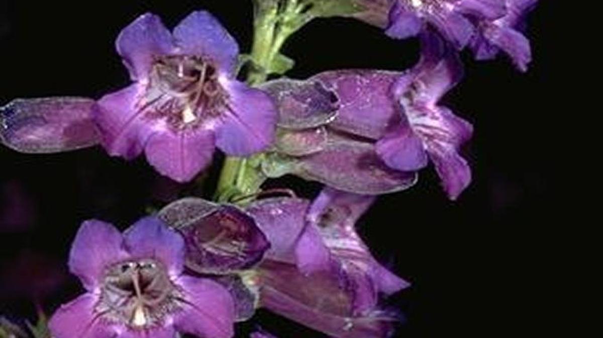 Penstemon requires little water to grow in this area.